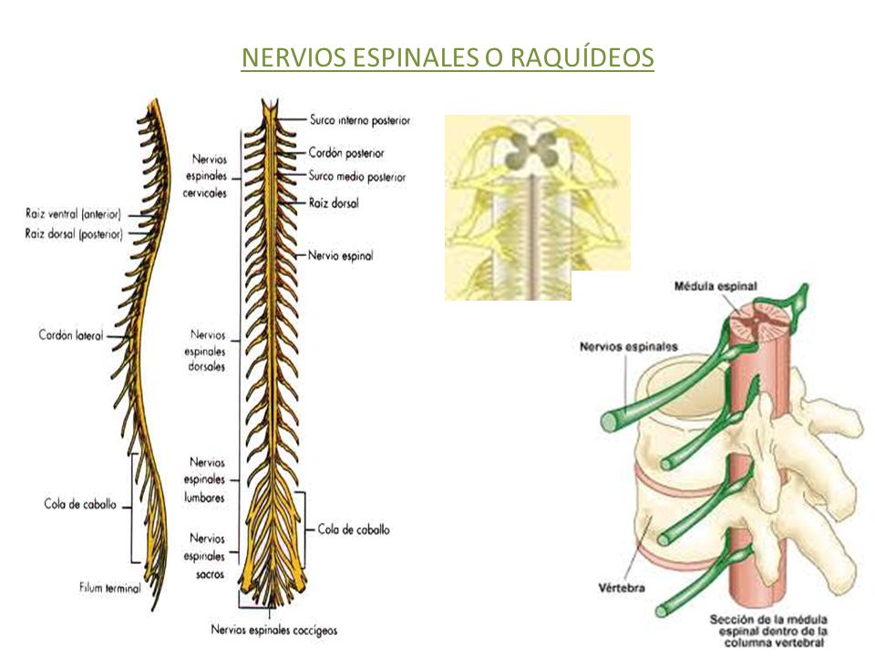 NERVIOS ESPINALES O RAQUIDEOS EPUB NERVIOS ESPINALES O RAQUIDEOS EPUB